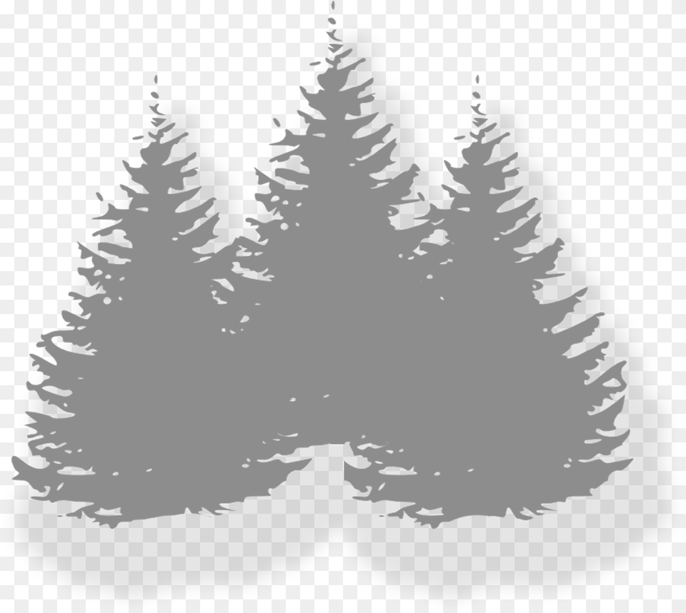 In The Woods Events Pine Trees Clip Art, Tree, Plant, Fir, Adult Free Png Download