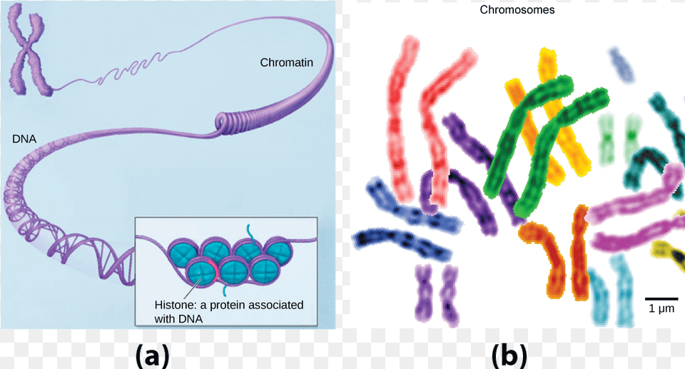 In This Illustration Dna Tightly Coiled Into Two Thick Genes And The Human Genome Free Transparent Png
