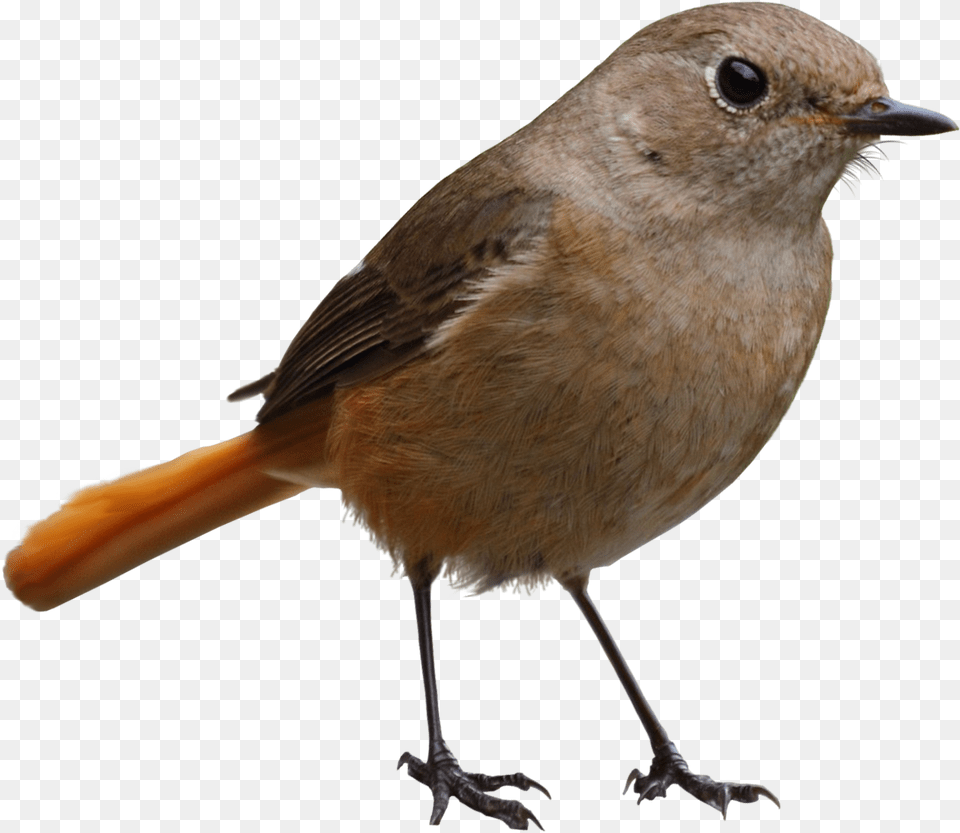 In Web Icons, Animal, Bird, Finch, Anthus Png Image