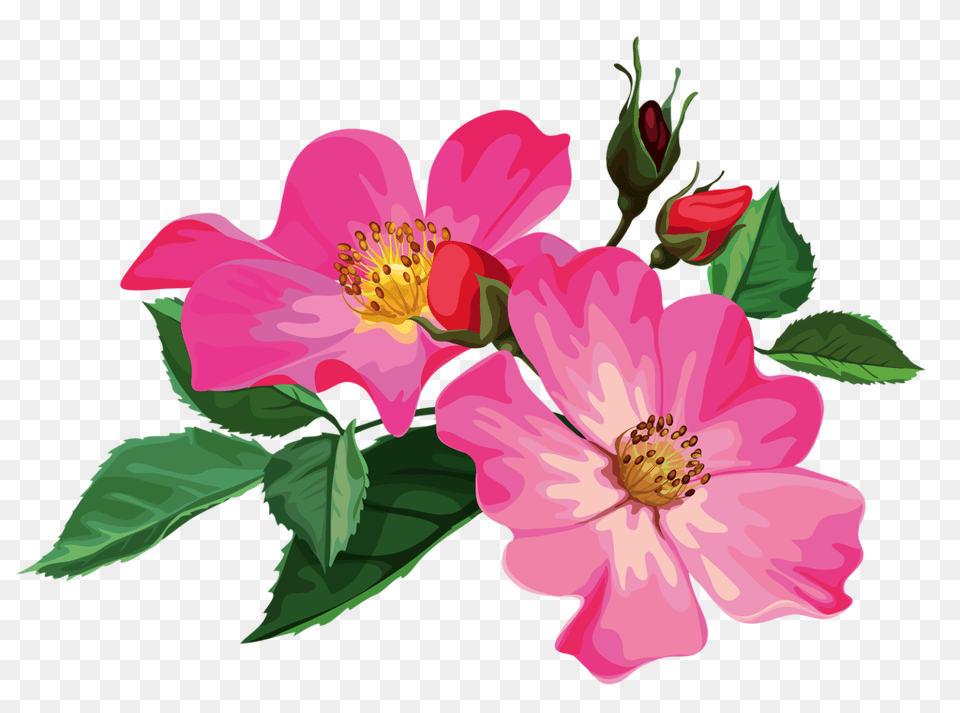 In Zima Prints Flowers And Album, Anemone, Anther, Flower, Geranium Free Transparent Png