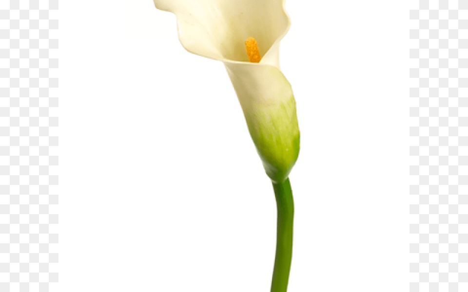 Inch Mini Calla Lily Spray Cream Green Gardening Flower, Plant, Petal, Beverage, Milk Free Transparent Png