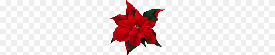 Inch Poinsettia Winter Rose Early Red, Flower, Leaf, Petal, Plant Free Png Download