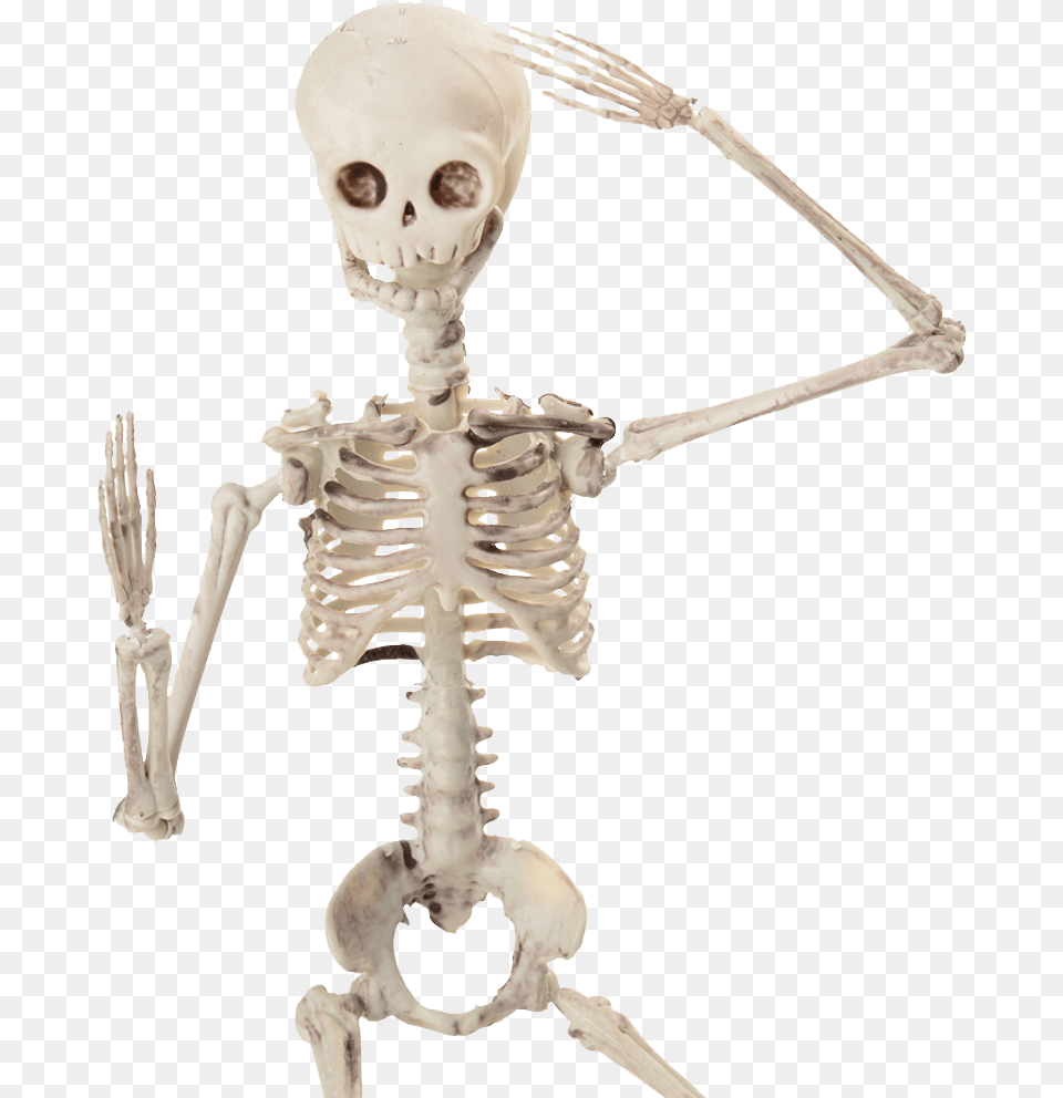 Inch Posable Skeleton, Baby, Person, Face, Head Free Transparent Png