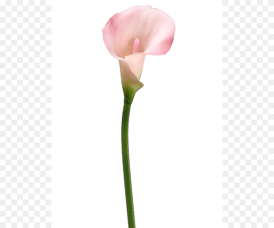 Inch Pvc Calla Lily Stem, Flower, Petal, Plant Free Png Download