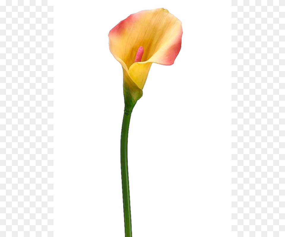 Inch Pvc Calla Lily Stem Pink Yellow, Flower, Petal, Plant Free Transparent Png