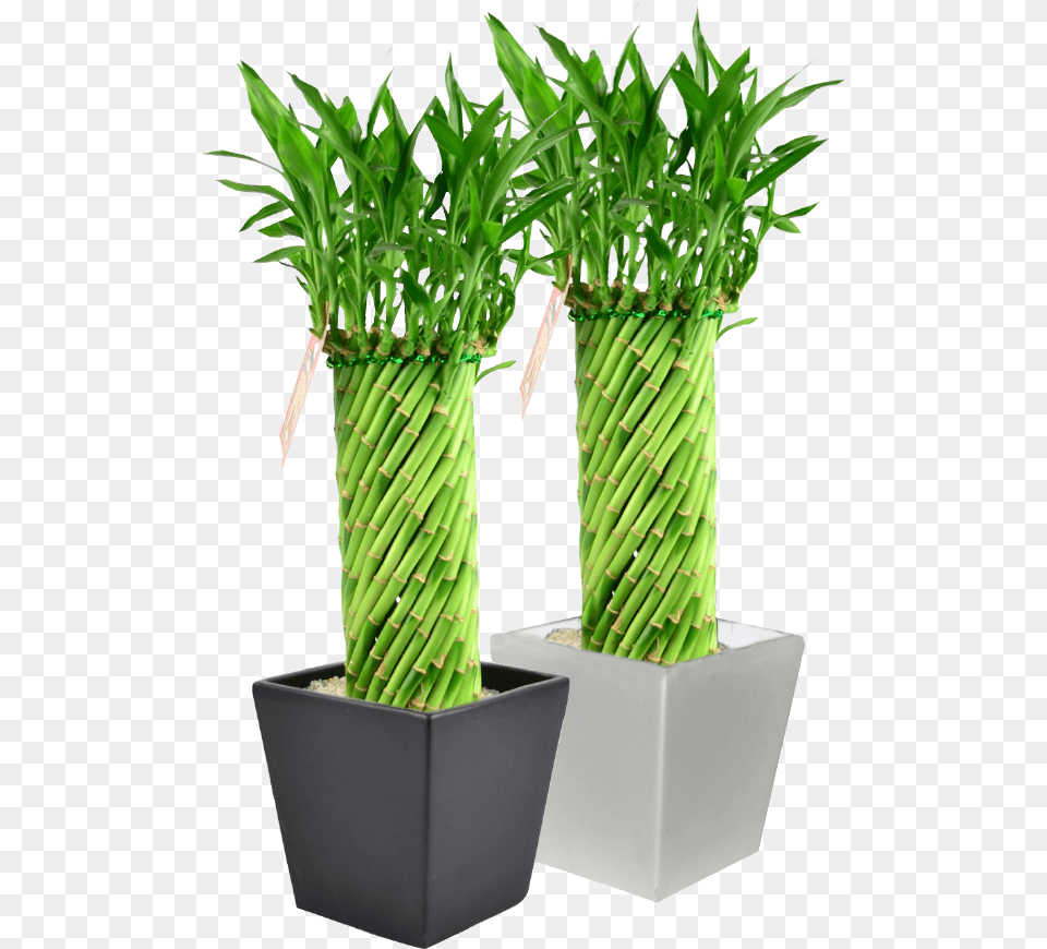 Inch Tornado Bamboo W Odessa Ceramic Tornado Bamboo, Jar, Plant, Planter, Potted Plant Free Transparent Png