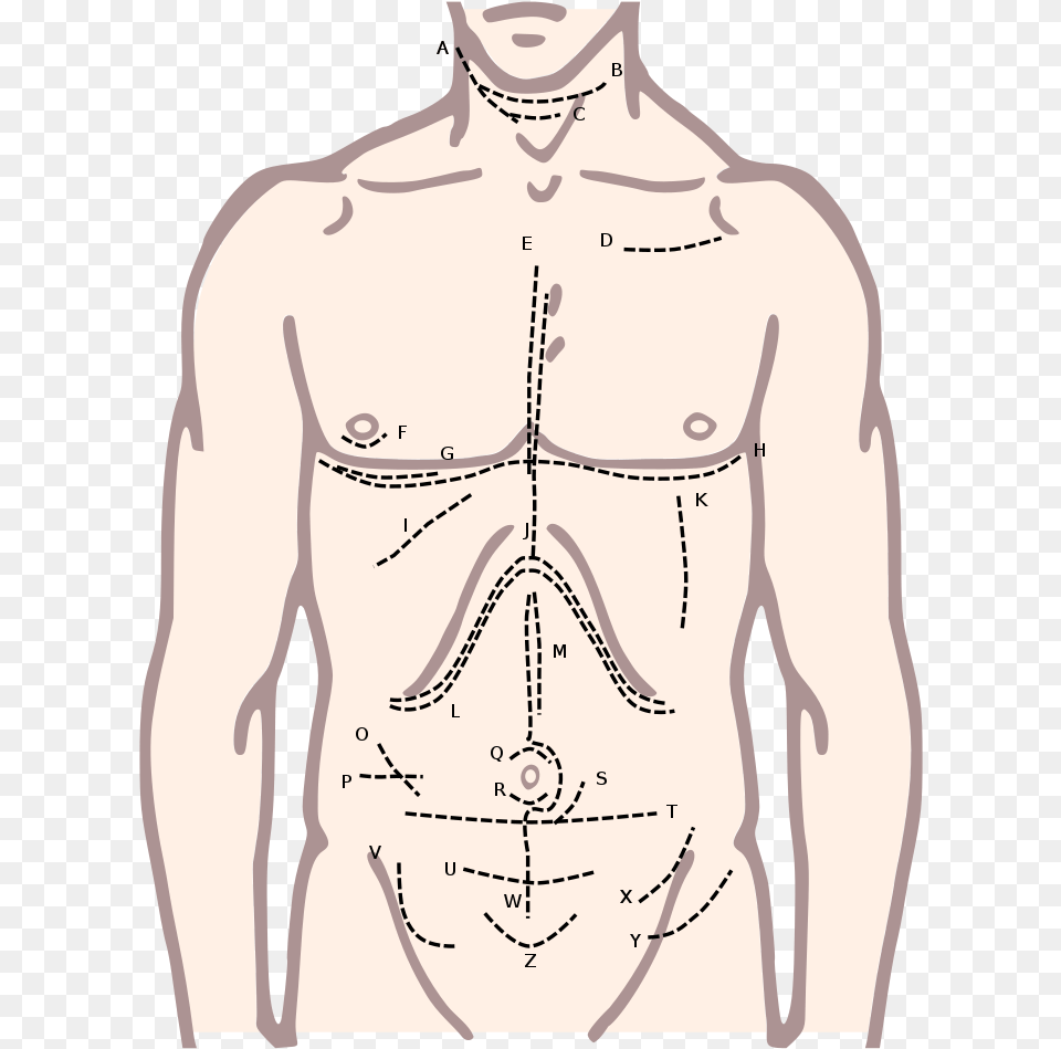 Incisions Of The Torso Chemical Basis Of Love, Body Part, Person, Plot, Man Free Png Download