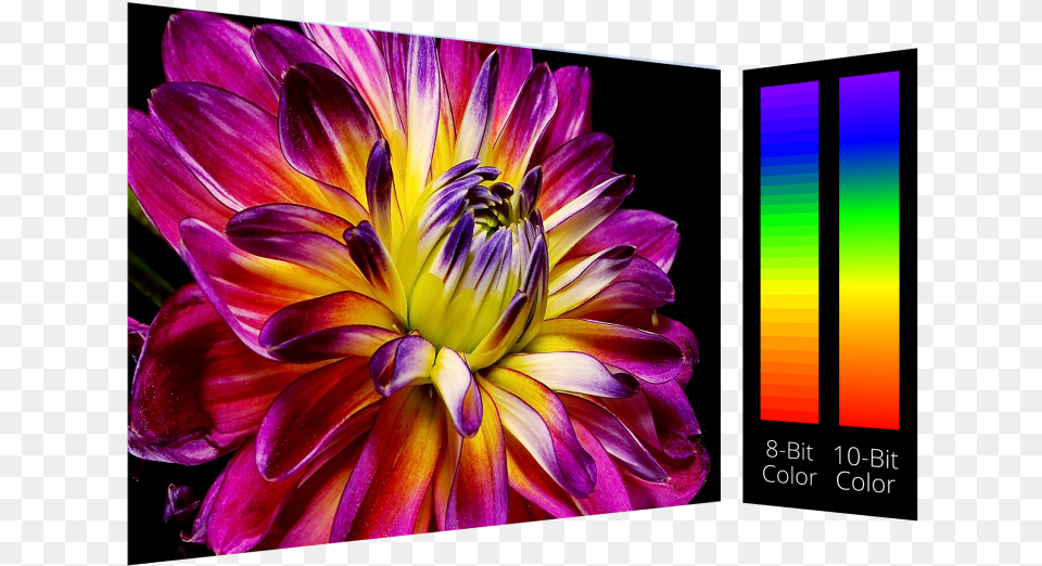 Incredible Color Accuracy, Dahlia, Flower, Plant, Petal Free Png