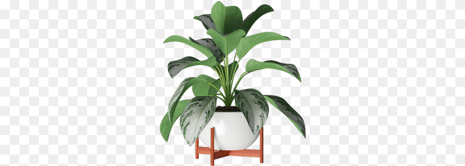 Inda Flowerpot, Flower, Jar, Leaf, Plant Free Png