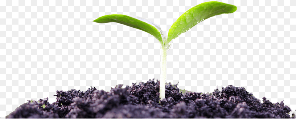 Independence Day Go Green, Plant, Sprout, Flower Free Transparent Png