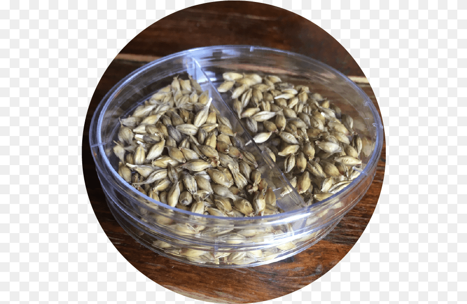 Independent Malt U2013 In Your Flavor Sunflower Seed, Food Png Image