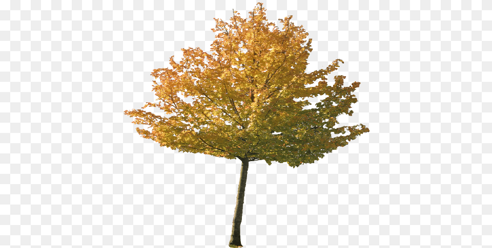 Index Of Autumn, Leaf, Maple, Plant, Tree Free Transparent Png