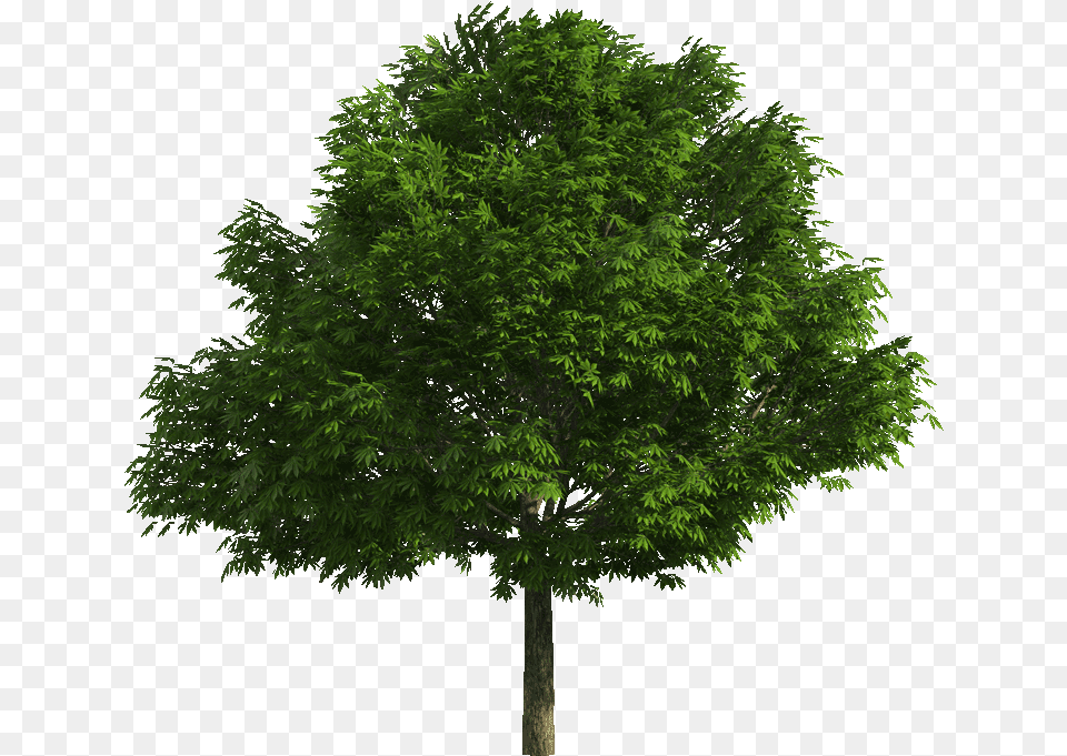 Index Of B01datagraphicstexturesvegetation Realistic Tree Tree, Plant, Maple, Tree Trunk, Conifer Free Transparent Png