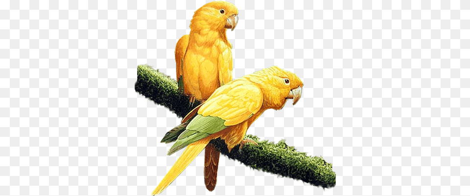 Index Of Bird Parrot Yellow, Animal, Parakeet Free Transparent Png
