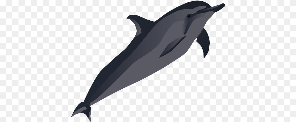 Index Of Blog Animal, Dolphin, Mammal, Sea Life Free Png Download