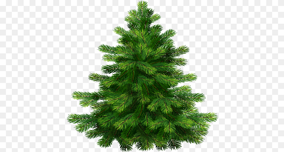 Index Of Christmas Pine Tree, Fir, Plant, Conifer, Vegetation Png