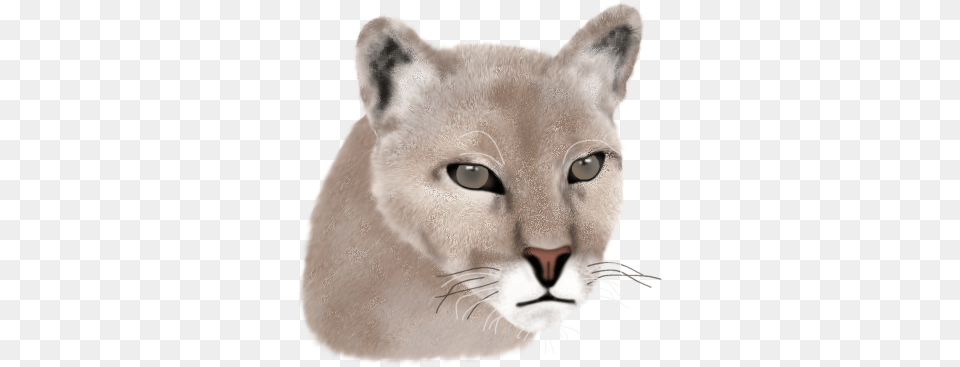 Index Of Cougar, Animal, Mammal, Wildlife, Cat Png Image