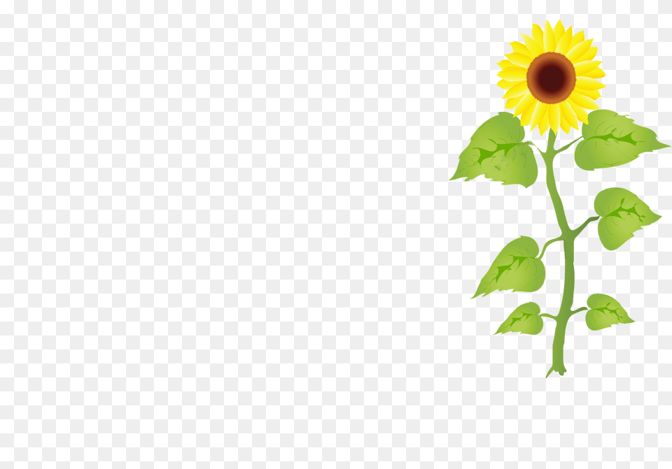 Index Of De Groei Van Een Zonnebloem, Flower, Plant, Sunflower Png Image