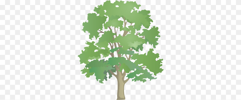 Index Of Deciduous Trees And Evergreen Trees, Oak, Plant, Sycamore, Tree Free Png Download