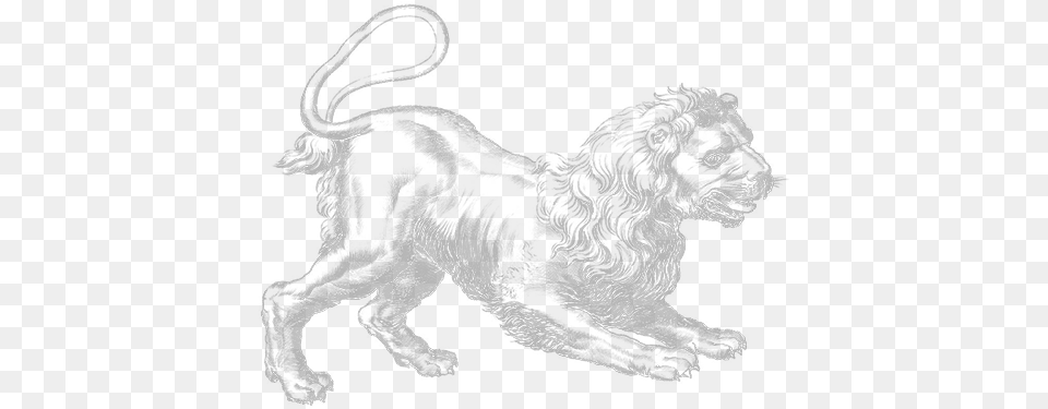 Index Of Experimentssuvrassetsimageshevelius Leo, Art, Drawing, Animal, Lion Free Png