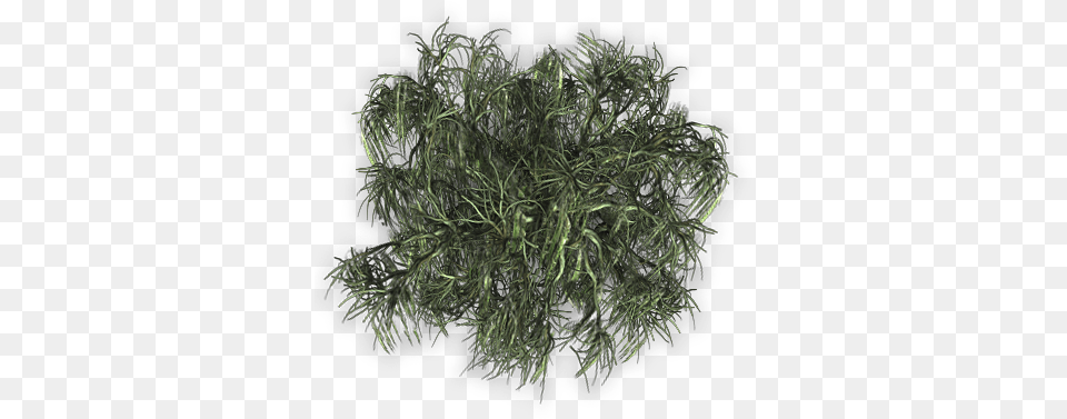 Index Of Hornwort, Food, Seasoning, Dill, Plant Free Png