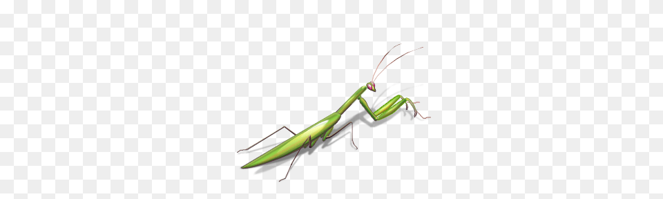 Index Of Images, Bow, Weapon, Animal, Insect Free Transparent Png