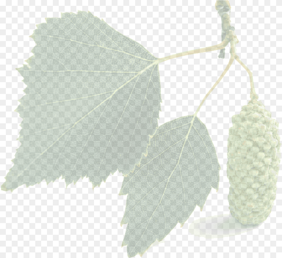 Index Of Images Canoe Birch, Leaf, Plant, Tree, Oak Png Image