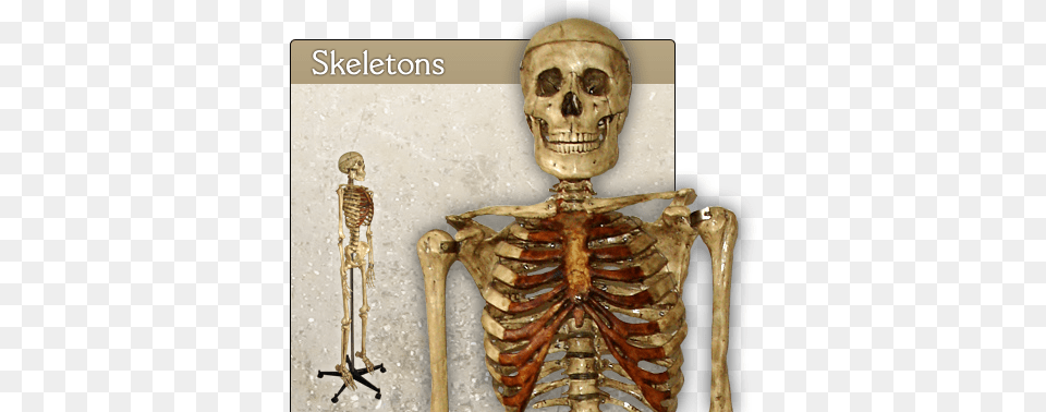 Index Of Images Skeleton, Animal, Food, Invertebrate, Lobster Free Png Download