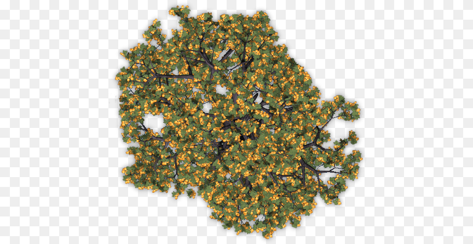 Index Of Mappingterrainplantstreesapricot Apricot Tree, Pattern, Plant, Vegetation, Oak Png Image