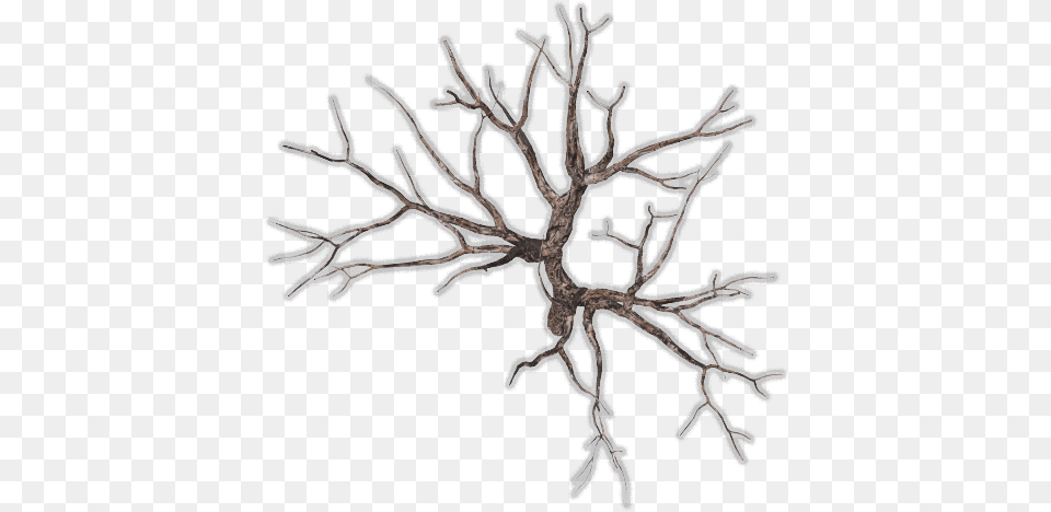 Index Of Mappingterrainplantstreesdead Tree Branches Top View, Ice, Nature, Outdoors, Weather Png Image