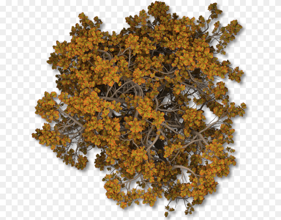 Index Of Mappingterrainplantstreesfall Autumn Tree Top View, Plant, Vegetation, Pollen, Flower Free Png