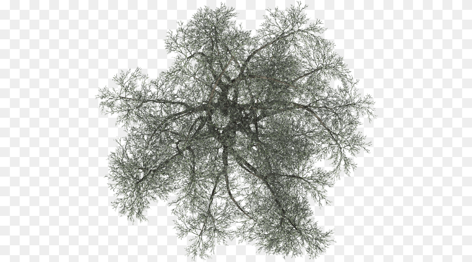 Index Of Mappingterrainplantstreeswinter Tree On Top Black, Nature, Outdoors, Weather, Ice Free Png Download