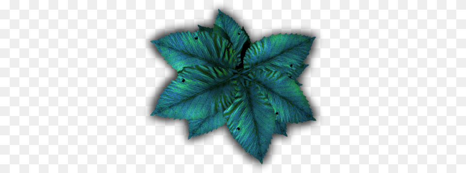Index Of Mappingterrainplantstropicalblue Maple Leaf, Plant, Tree, Herbal, Herbs Free Png Download