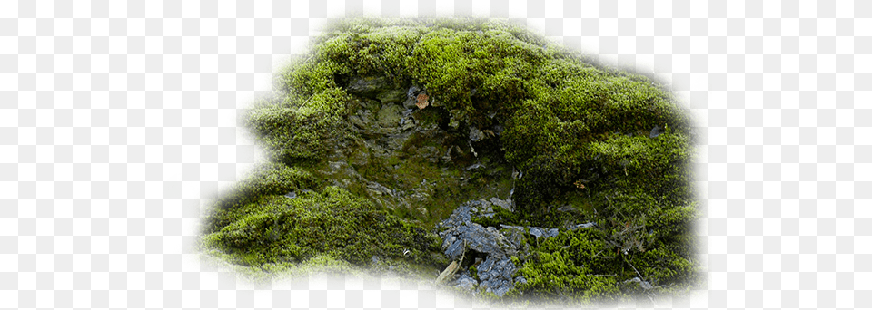 Index Of Moss, Plant, Tree, Algae, Land Png Image