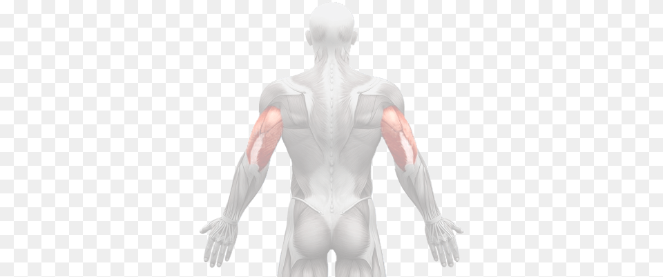 Index Of Musculation Male, Adult, Man, Person, Body Part Free Png Download
