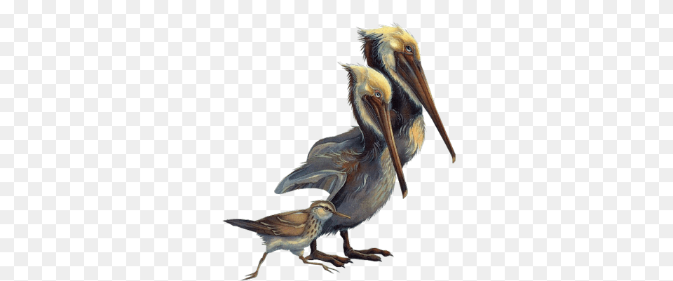 Index Of Pelican, Animal, Bird, Waterfowl, Beak Free Transparent Png