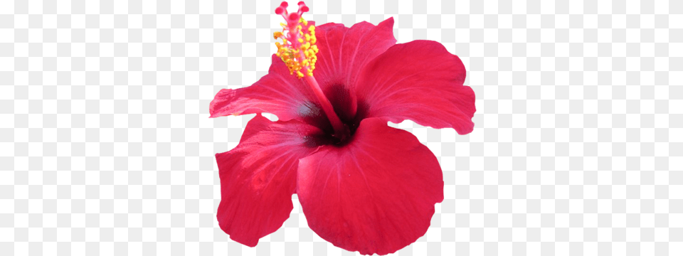 Index Of Pink Hibiscus Flower, Plant, Petal, Pollen Free Png