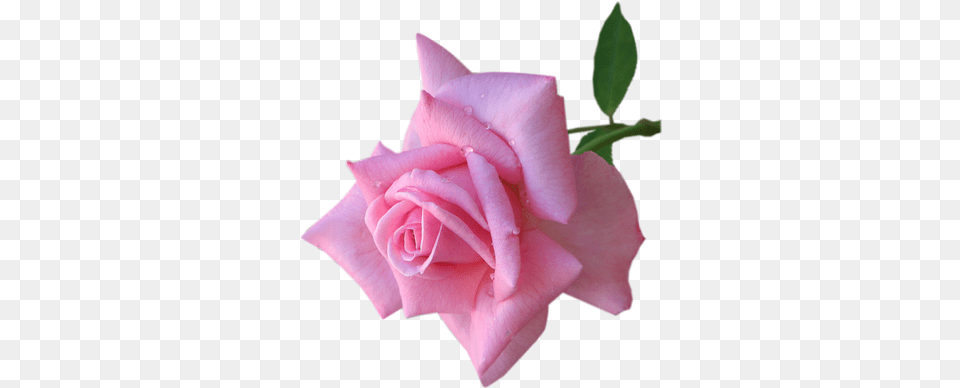 Index Of Pink Real Flower, Plant, Rose, Petal Png Image