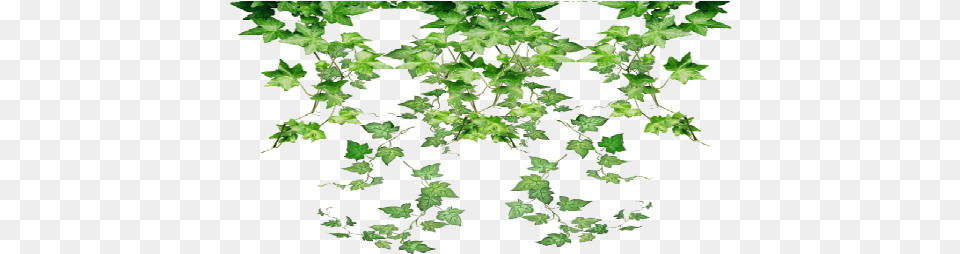 Index Of Plants Hanging, Leaf, Plant, Vine, Ivy Free Png