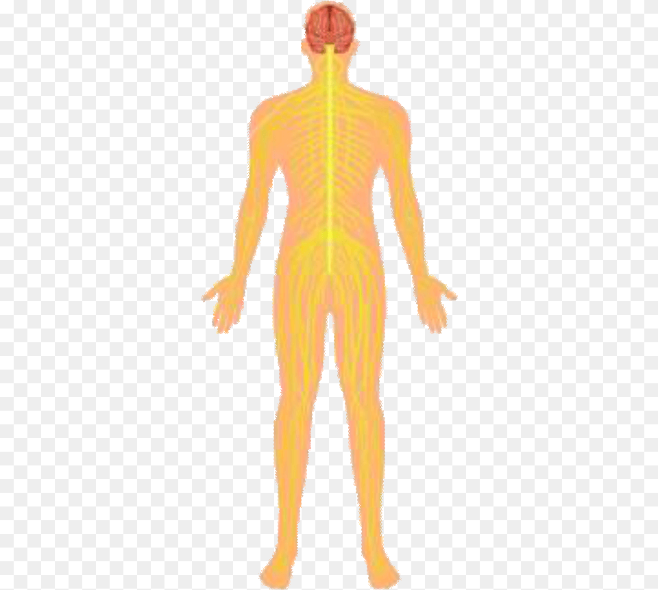 Index Of Renatus Novaingredientshumanbodysystems Male, Adult, Man, Person, Head Png