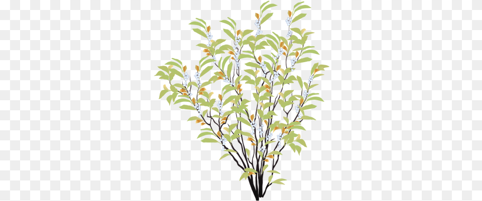 Index Of Ressources Ticeresstice1partagevisuelian Shrub Drawing, Plant, Tree, Pattern, Leaf Png Image