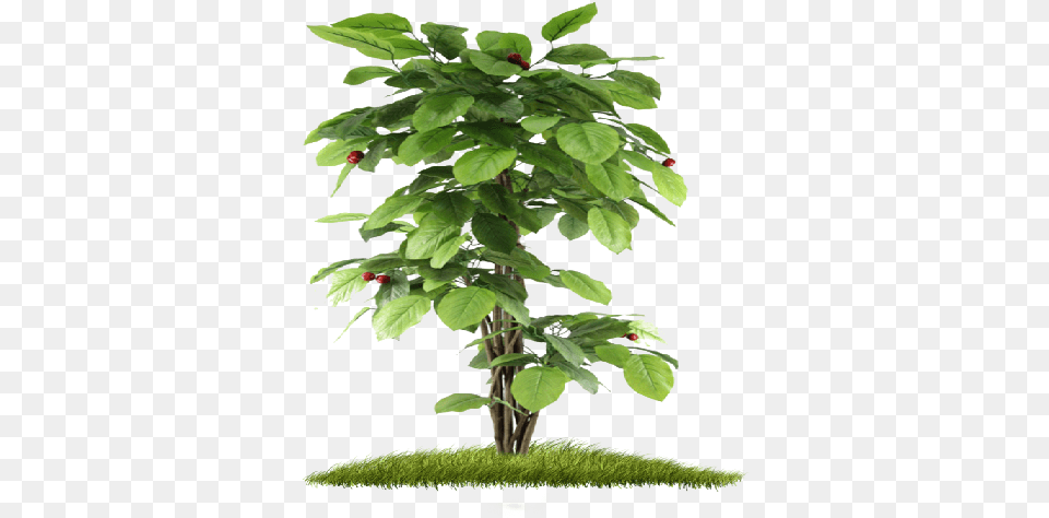 Index Of Small Tree Plants, Leaf, Plant, Potted Plant, Food Free Png