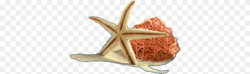 Index Of Soft, Animal, Sea Life, Invertebrate, Starfish Png Image