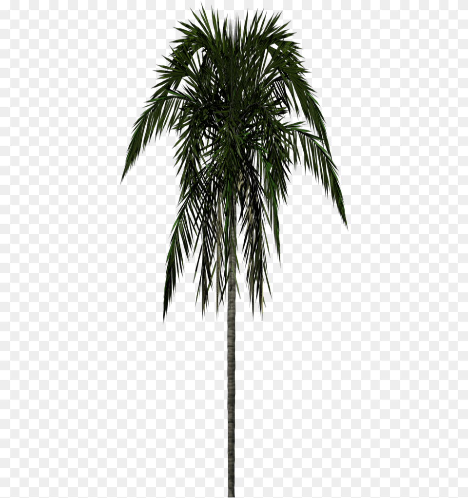 Index Of Statictextures Palm Tree 3d, Palm Tree, Plant Png Image