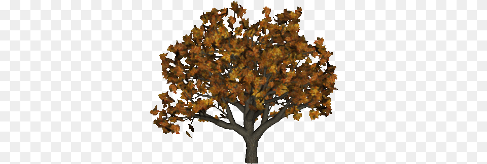 Index Of Suzanne Woolcott, Leaf, Maple, Plant, Tree Free Transparent Png
