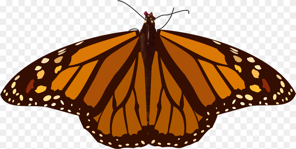 Index Of Svgmariposas Mariposa, Animal, Butterfly, Insect, Invertebrate Free Transparent Png