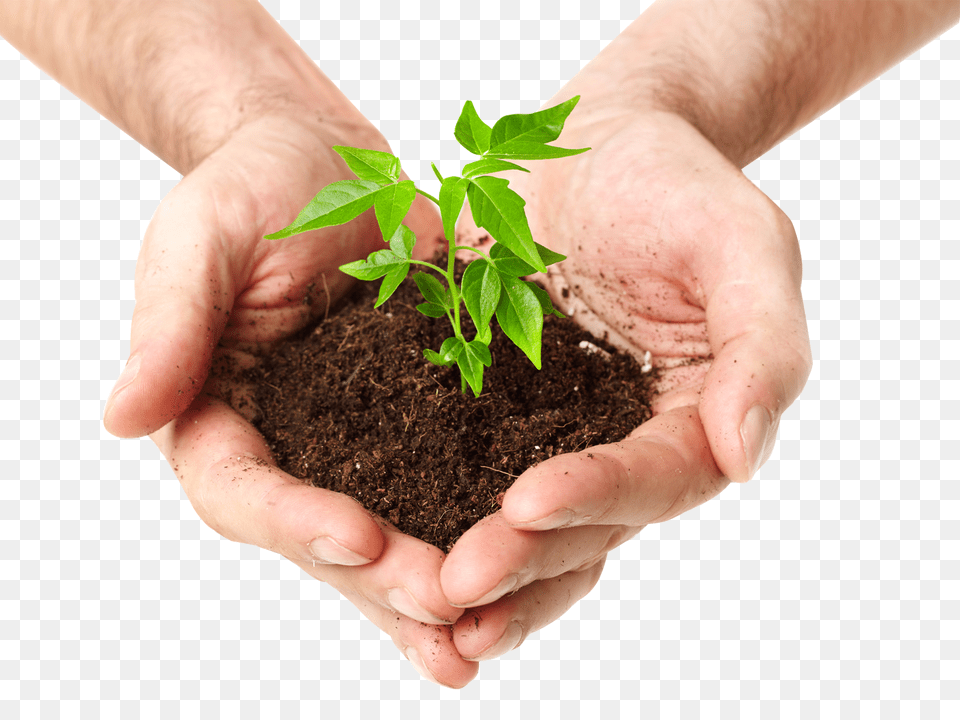 Index Of Tree On Hand, Soil, Planting, Plant, Person Png