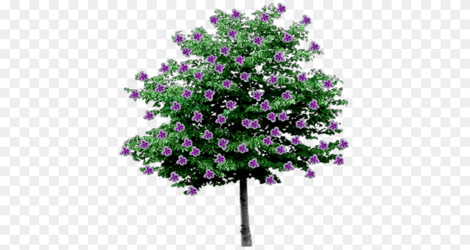 Index Of Trees Flowering Trees With Transparent Background, Flower, Geranium, Plant, Purple Png Image