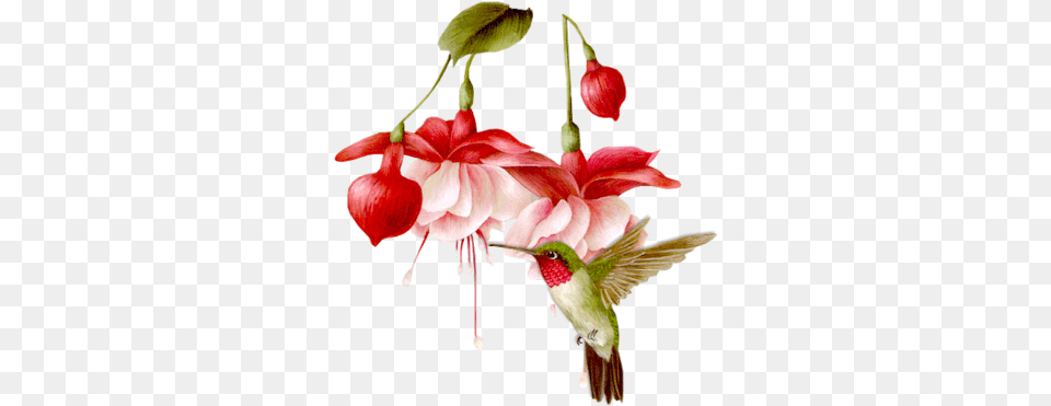 Index Of Userstbalzebirdhummers Hummingbird On Flower Clipart, Plant, Animal, Bird, Petal Free Png