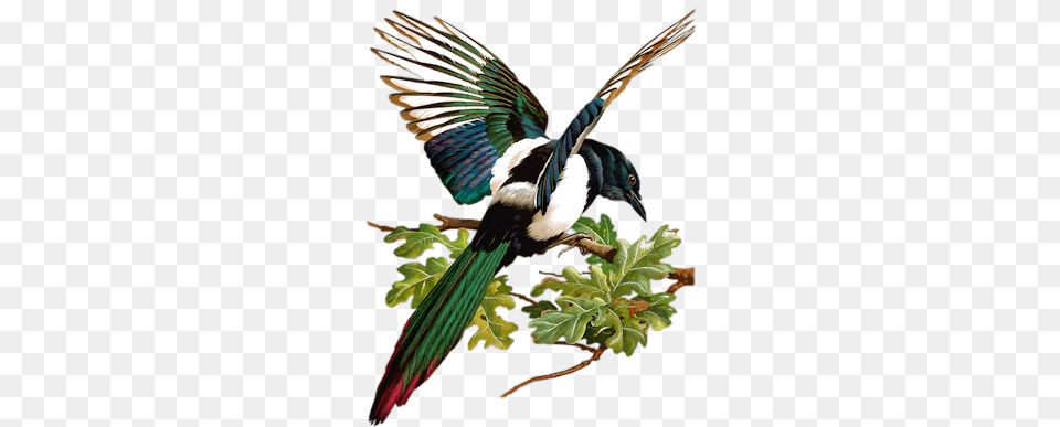 Index Of Userstbalzebirdpng Bird Embroidery, Animal, Leaf, Plant, Magpie Png